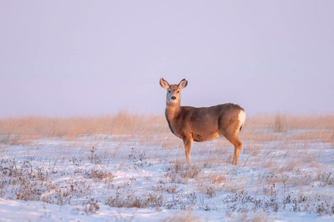Rocky Mountain mule deer (Odocoileus hemionus, Cervus hemionus) doe foraging on snow covered