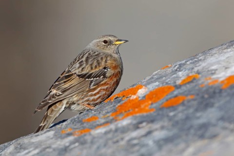 Alpine Accentor (Prunella collaris), Valais, Switzerland