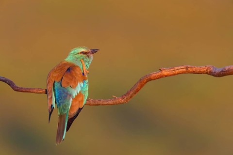 European roller (Coracias garrulus), on a perch
