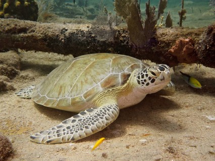 Green turtle (Chelonia mydas)