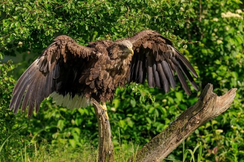 Eagle with wings wide open on a tree trunk in the sun, white-tailed eagle (Haliaeetus albicilla),