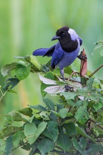 Violaceous Jay (Cyanocorax violaceous) perched on a branch in Manu National Park, Peru