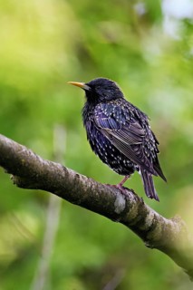 Starling (Sturnus vulgaris, sitting on a branch, Flachsee nature reserve, Reusstal, Freiamt, Canton