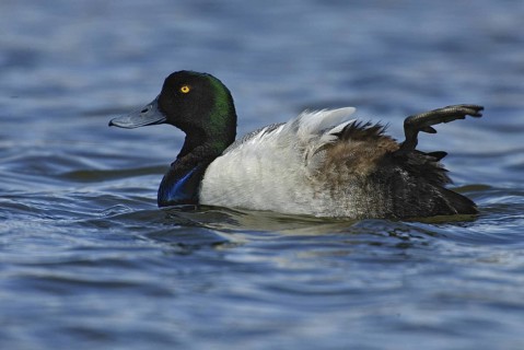 Greater Scaup (Aythya marila), Manitoba, Canada