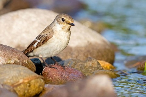 Collared flycatcher, (Ficedula albicollis), family of flycatchers Lesbos Island, Lesbos, Greece