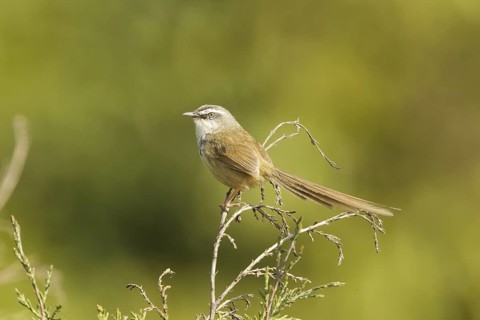 Black-throated Prinia (Prinia atrogularis) male, Chang Mai, Thailand