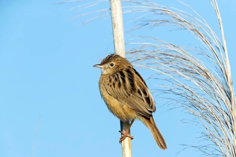 Cisticola, (Zitting Cisticola), Cisticola warbler, songbird, family of warbler species, perching