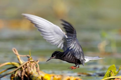 Black Tern (Chlidonias niger) flying, Mecklenburg-Western Pomerania, Germany