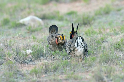 Adult male prairie-chicken displaying at lek with other males. Males gather together in groups to