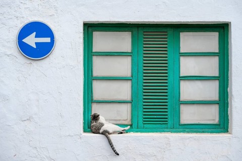 Typical white house with green window with cat, Teguise, Lanzarote, Canary Islands, Spain