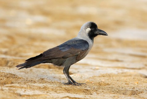 House Crow (Corvus splendens) juvenile perched on the ground, Mascate, Oman