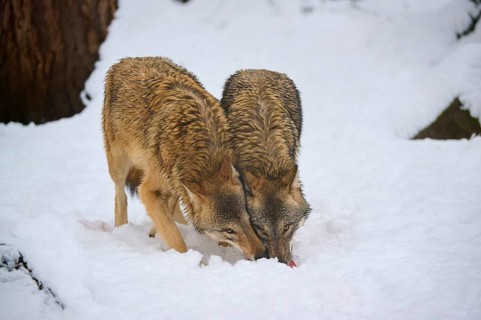 Two wolves sniffing in the snow, engrossed in the search for food, winter, wolf (Canis lupus),