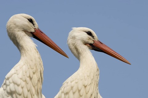 White Stork (Ciconia ciconia), North Rhine-Westphalia, Germany