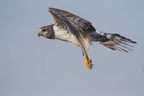 Long-winged Harrier (Circus buffoni) flying, Corrientes, Argentina