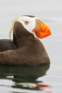 Tufted Puffin (Fratercula cirrhata) swimming on the ocean near the coast of Washington State, USA
