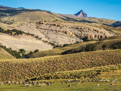 Flock of sheep grazing in arid landscape, peak of mountain Cerro Zeballos in the back, volcanic