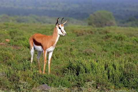 Springbok (Antidorcas marsupialis), adult, male, foraging, alert, Mountain Zebra National Park,
