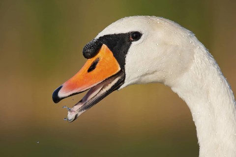 Mute Swan (Cygnus olor), Berlin, Germany