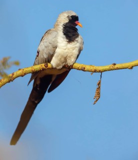 Cape Dove, (Oena capensi), Road N4 to Kaolack, Firgui, Senegal