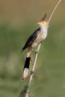 Guira Cuckoo (Guira guira) perched on a branch in the Pantanal region of Brazil