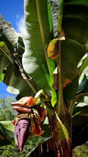 Banana plant (musa) with blossoms and large green leaves under a bright sun, hike in the Paul