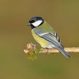 Great Tit (Parus major), sitting on a branch overgrown with moss and lichen, Wildlife, Animals,