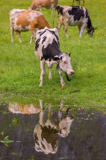 Holstein Friesian cattle stand on a green meadow at a puddle and drink. A reflection of the cows