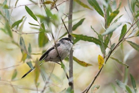A Long-tailed tit, Aegithalos caudatus, sits gracefully among branches. This small, round bird