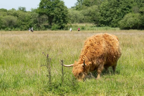 Highland cow or cattle (Bos taurus taurus) adult farm animal feeding on grass, RSPB Strumpshaw fen