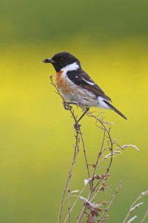 European Stonechat (Saxicola rubicola) male, Rhineland-Palatinate, Germany
