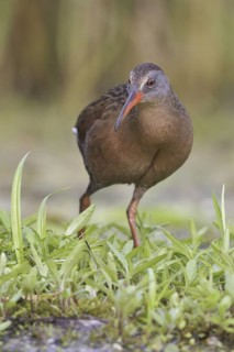 Virginia Rail (Rallus limicola), Ontario, Canada