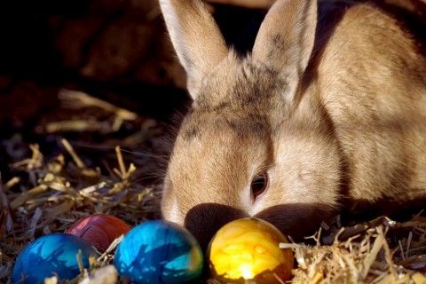 Domestic rabbit (Oryctolagus cuniculus), portrait, Easter bunny, Easter eggs, colourful