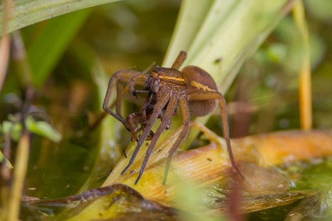 Fen raft spider (Dolomedes plantarius) adult female arachnid feeding on a male spider after mating