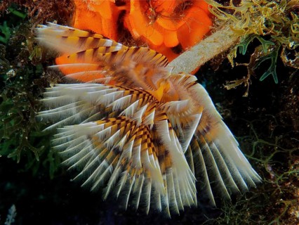 Fan tube worm (Bispira volutacornis)
