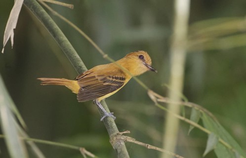 Ochraceous Attila - Rio Palenque Science Center, Ecuador