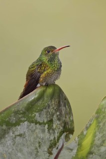 Rufous-tailed Hummingbird (Amazilia tzacatl), Ecuador