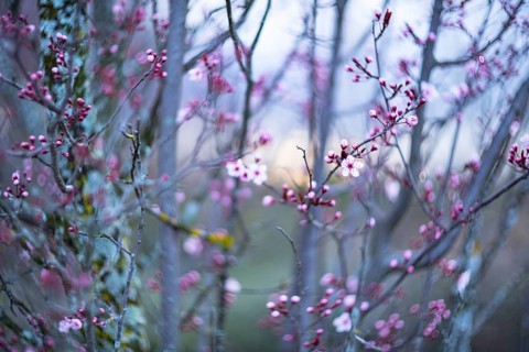 Dreamlike scene of pink cherry blossom buds opening in early spring, with a soft, delicately