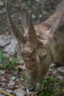 Alpine ibex (Capra ibex), wildlife park, Bavaria, Germany
