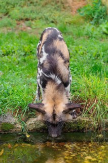 An African wild dog, Lycaon pictus, stands in a green meadow and drinks from a small stream