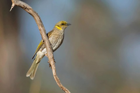 Yellow-plumed Honeyeater (Ptilotula ornata), Victoria, Australia