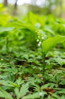 Flowering lily of the valley (Convallaria majalis) in the forest near Moritzburg, Saxony, Germany