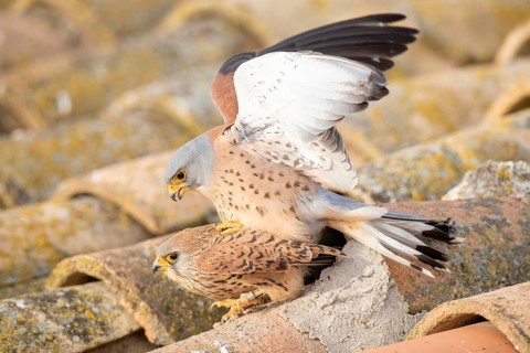 Lesser Kestrel (Falco naumanni) pair mating, Castile-La Mancha, Spain