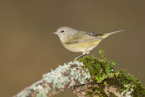 Orange-crowned Warbler (Leiothlypis celata) perched on an old lichen trunk, Texas, USA