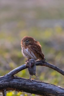 One East Brazilian pygmy owl (Glaucidium minutissimum), also known as least pygmy-owl or Sick's