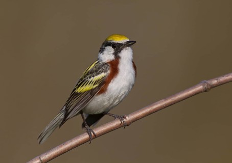 Chestnut-sided Warbler (Setophaga pensylvanica) male, Michigan, USA