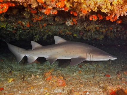 Sand tiger shark (Carcharias taurus)