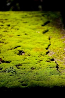 Mouldering table with moss, moss covering, overgrown, green, backlight, structure, texture, old,