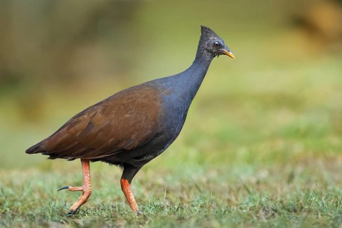 Orange-footed Scrubfowl (Megapodius reinwardt), Queensland, Australia