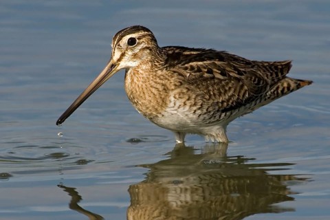 Swinhoe's Snipe (Gallinago megala), Western Australia, Australia