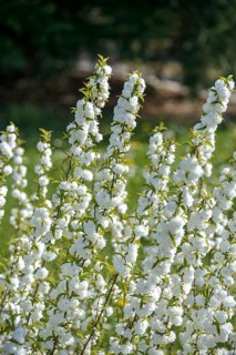 Chinese shrub cherry (Prunus glandulosa 'Alba Plena'), Germany